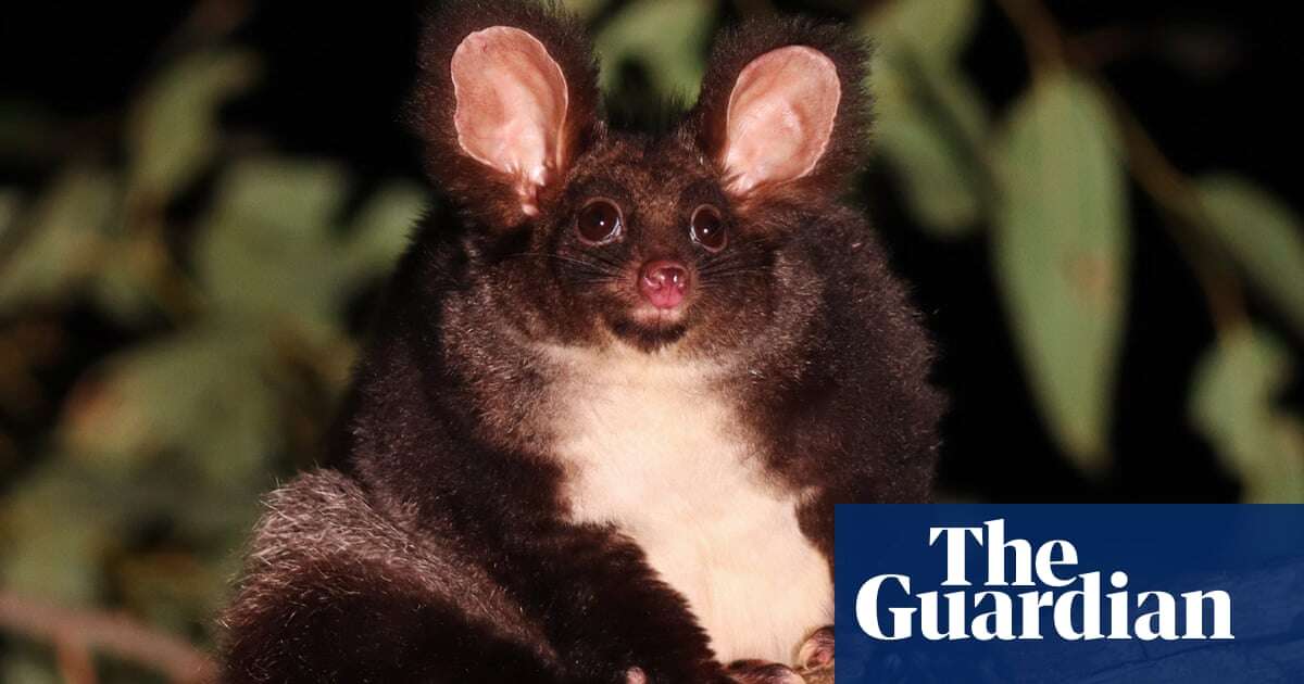 Greater gliders will be wiped out if NSW forestry agency’s surveys not urgently revised, campaigners say