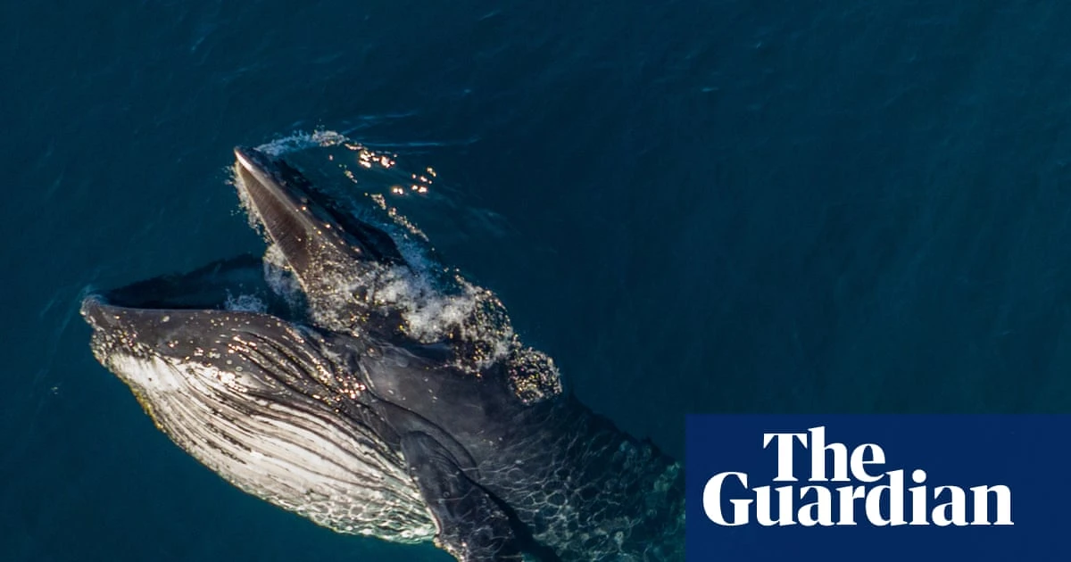 Pirouetting and gaping: mysterious whale behaviour documented as humpback migration begins