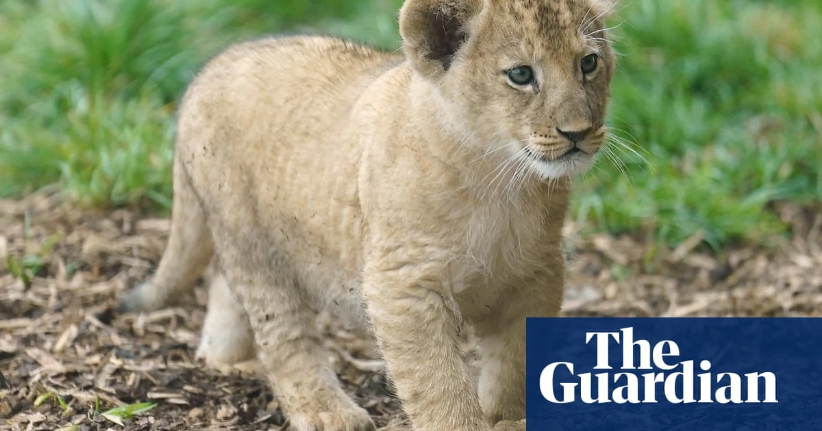 Restaurant in China sparks concern after putting baby lion cuddles on menu