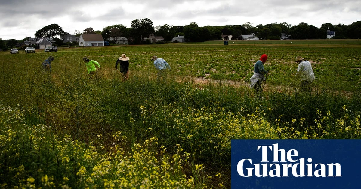 Trump administration yanks $15m in research into Pfas on US farms: ‘not just stupid, it’s evil’