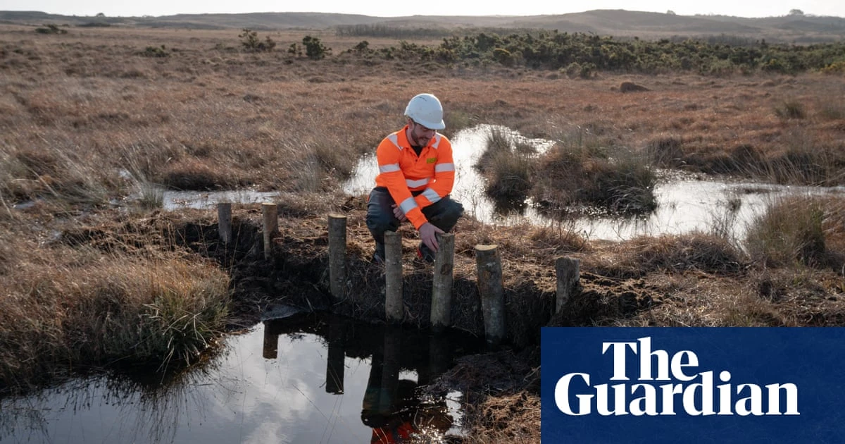 Floating spiders and insect-eating plants: leaky dams revive Dorset’s bogs