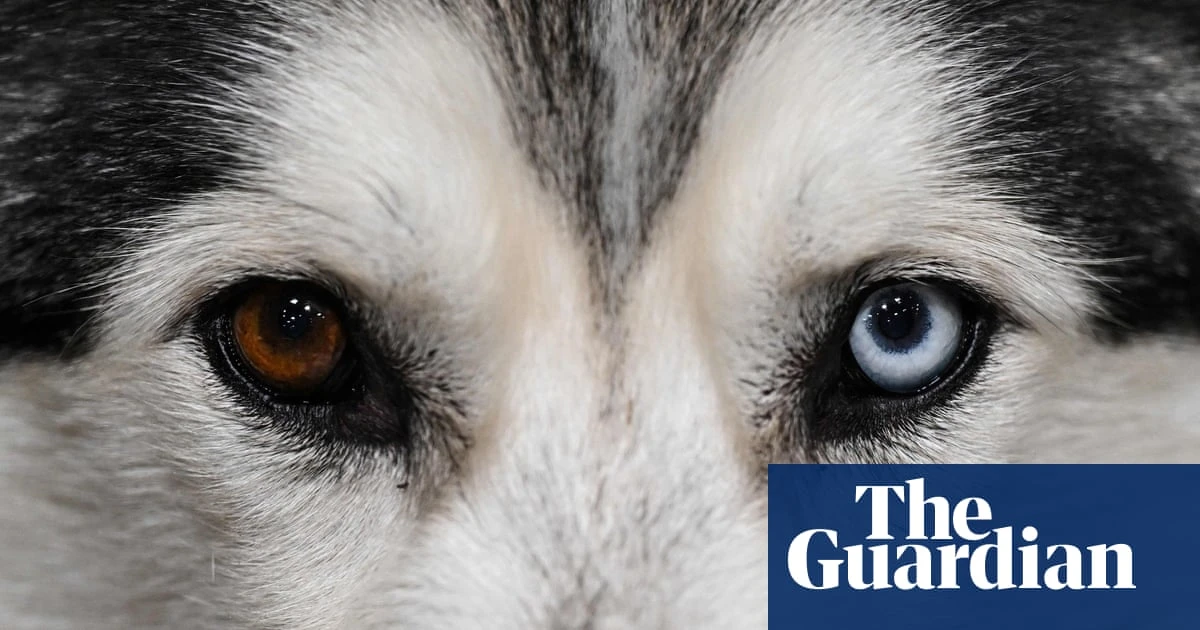Humans may have influenced evolution of dogs’ eye colour, researchers say