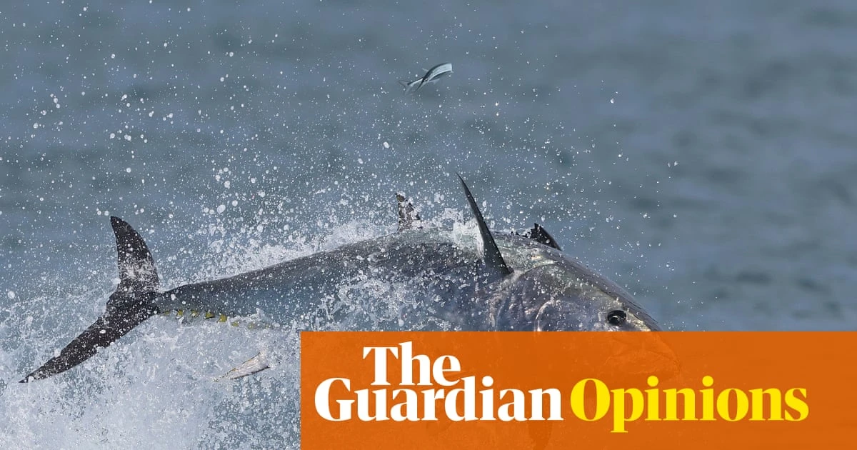 Bluefin tuna are miraculously returning to UK shores – only to be tormented for ‘sport’ | George Monbiot