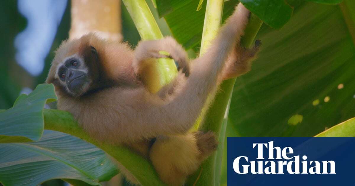 Guardians of the gibbons: inside the Indian village where humans and hoolocks live side by side