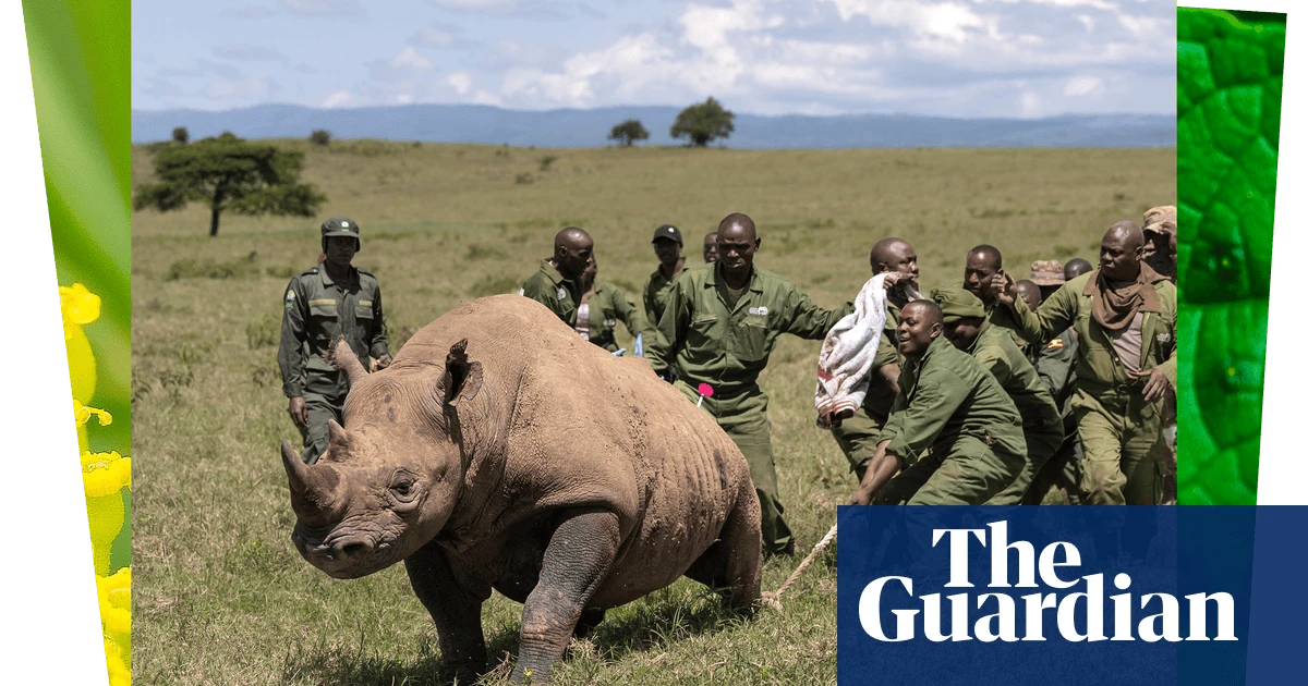 Week in wildlife: a flying zebra, chilling pelicans and a ghost elephant