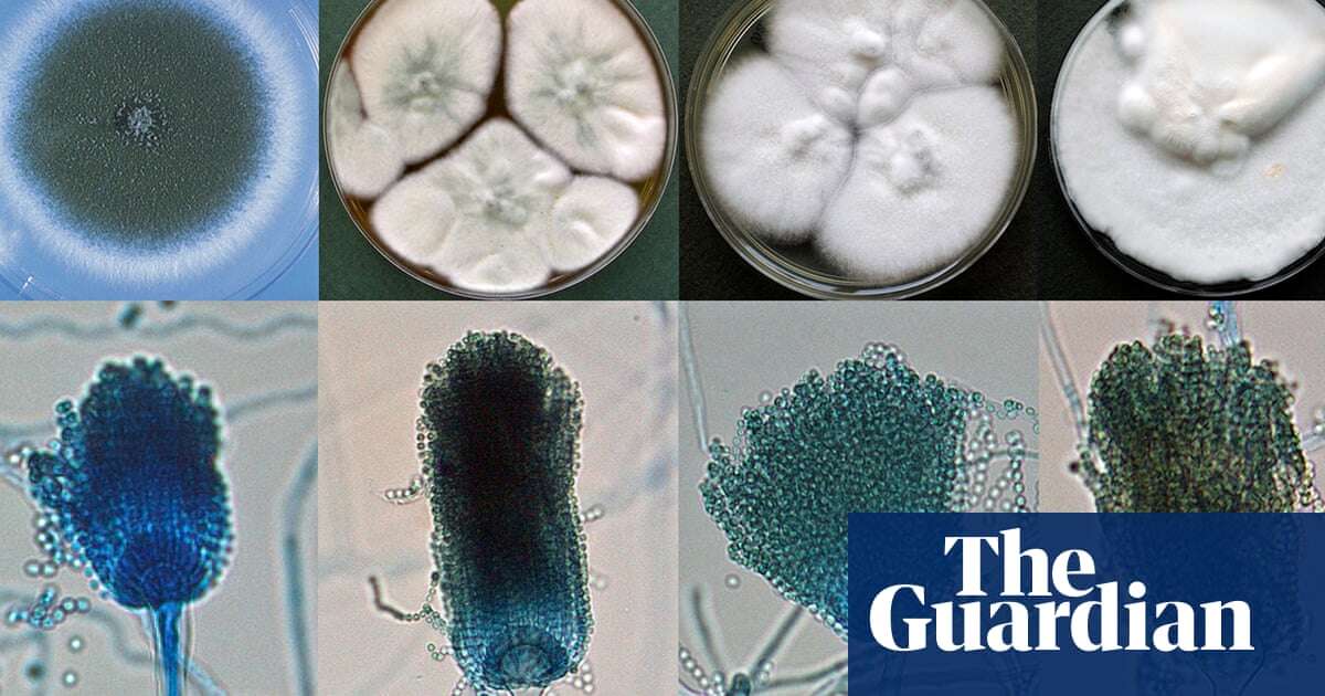 Killer fungi detectives: inside the lab that may be fighting the next pandemic