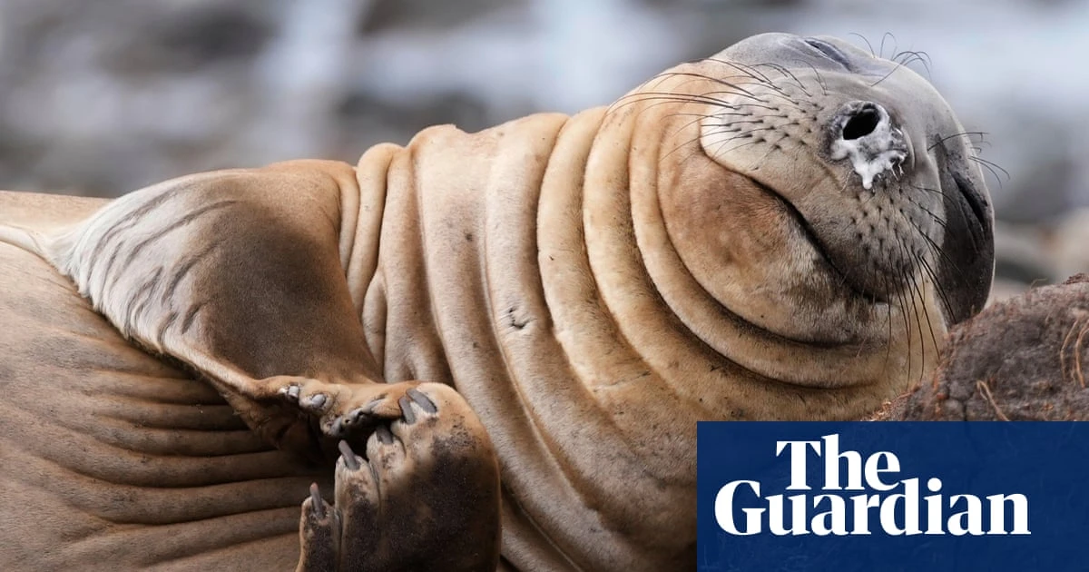 Week in wildlife: an ostrich on the lam, a tortoise crossing a road and surfing seals