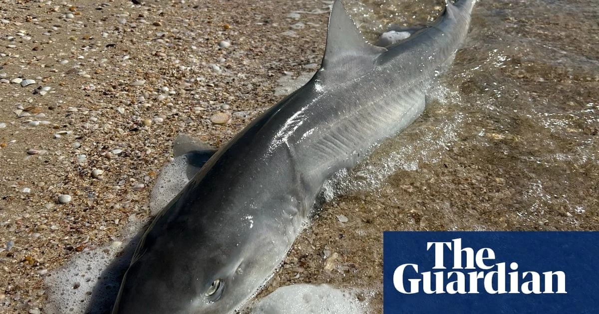 Are surging shark sightings and strandings linked to South Australia’s toxic algal bloom?