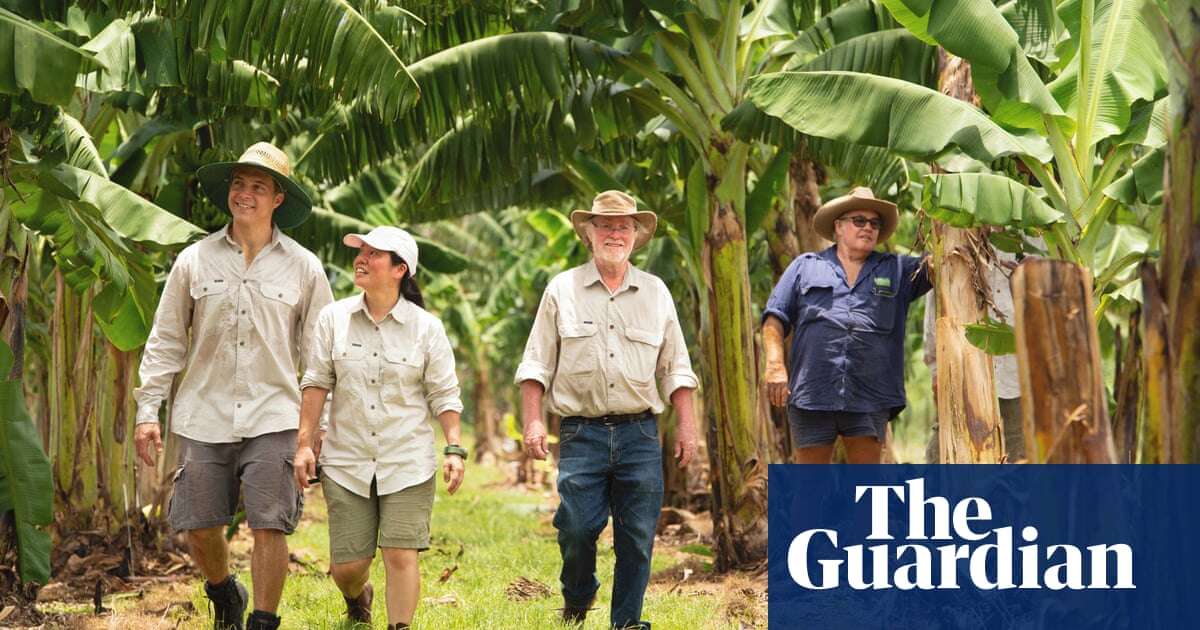 Genetics Banana appeal: Australia’s first genetically modified fruit sent for approval