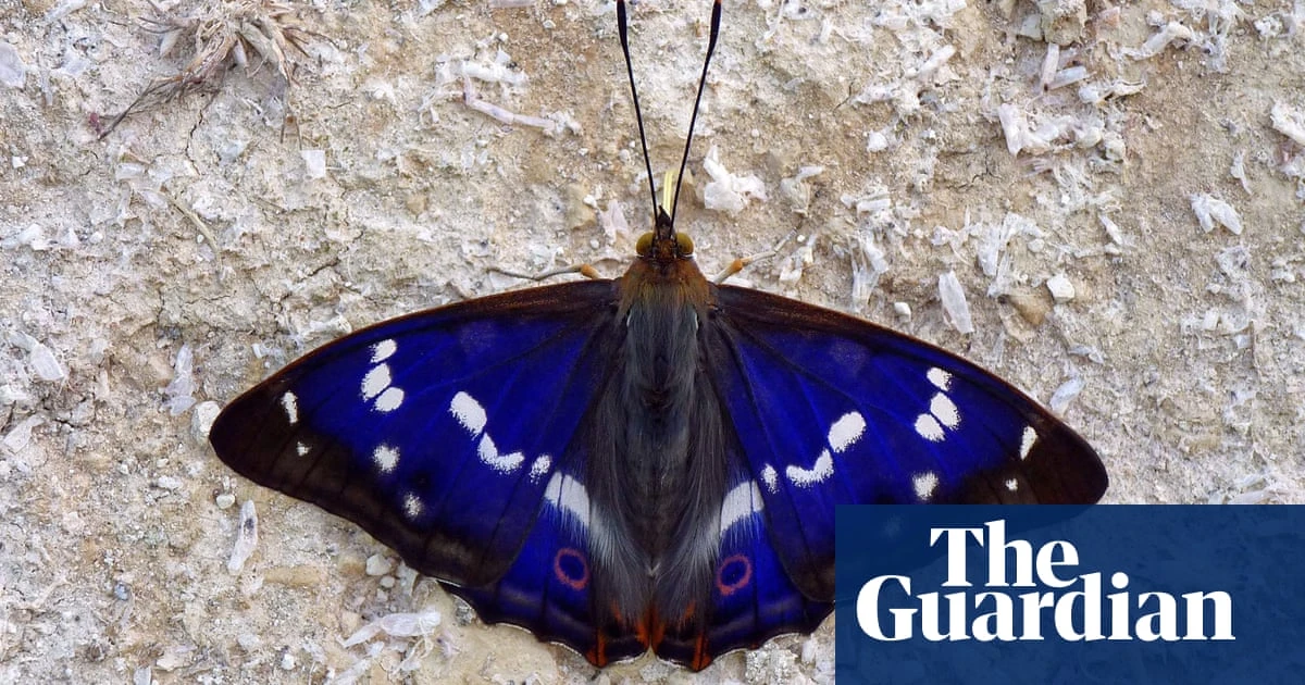 Rare butterfly hits purple patch at Sussex rewilding project