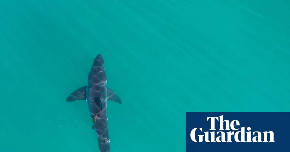 California braces for its sharkiest summer in a decade – but experts say don’t panic
