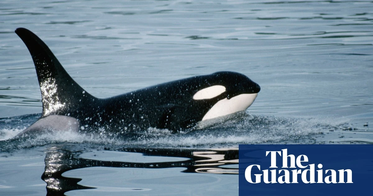 Killer whales seen grooming each other with kelp in first for marine tool use