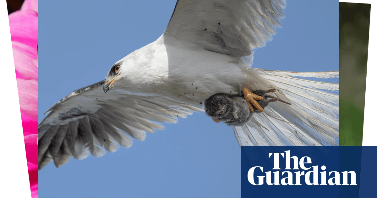 Week in wildlife: a flying vole, a Wimbledon wagtail and some lovebugs