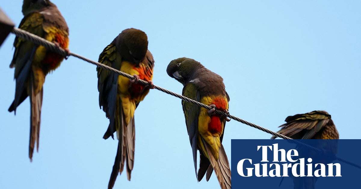 Argentinian town battles bird invasion as parrots outnumber people