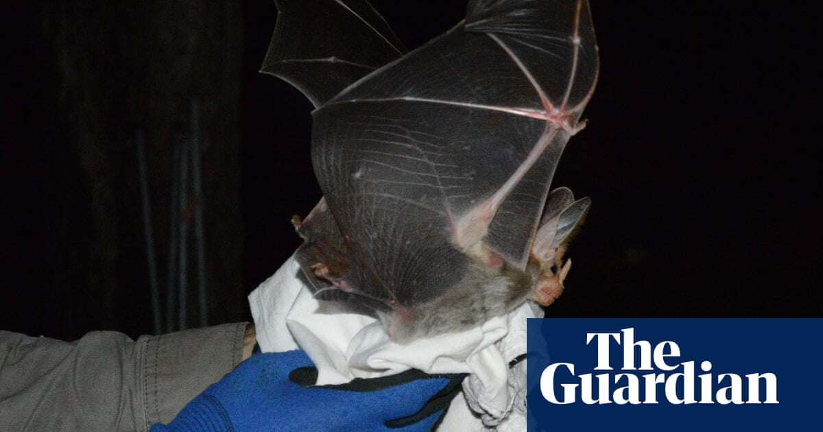 ‘Out of sight and out of mind’: conservationists alarmed as NT land clearing threatens endangered ghost bat habitat