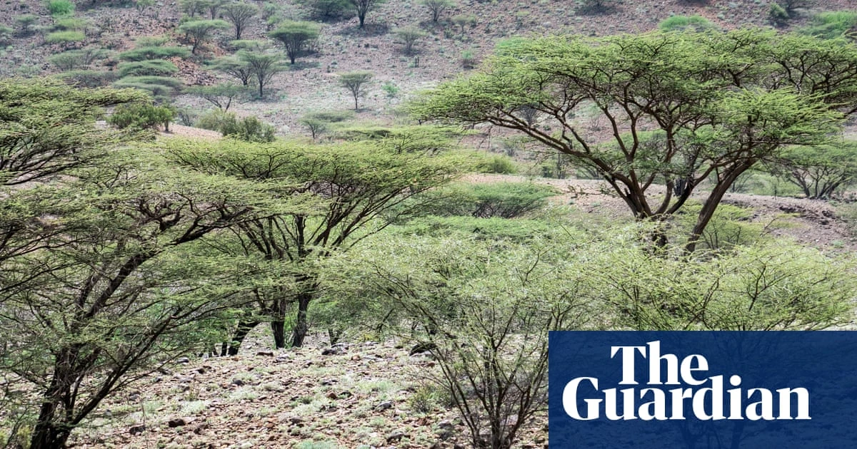 Ill-judged tree planting in Africa threatens ecosystems, scientists warn