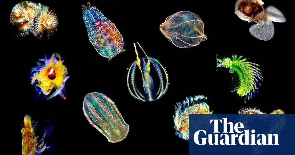 Sea angels and devils: could plankton unlock the secrets of human biology?