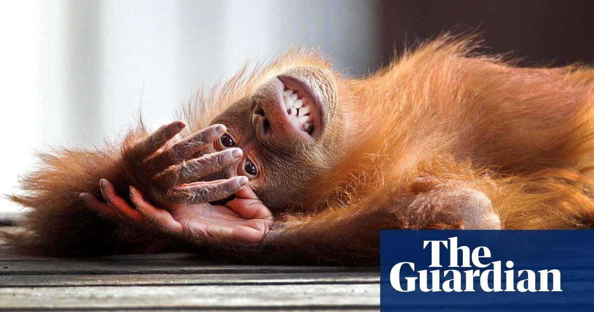 What apes can tell us about the origins of teasing | podcast