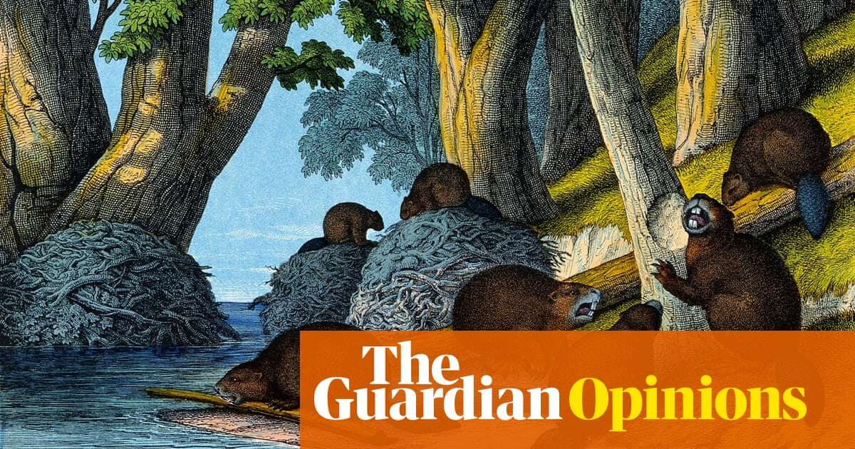 A beaver: to get attention they will slap the water with their tails | Helen Sullivan