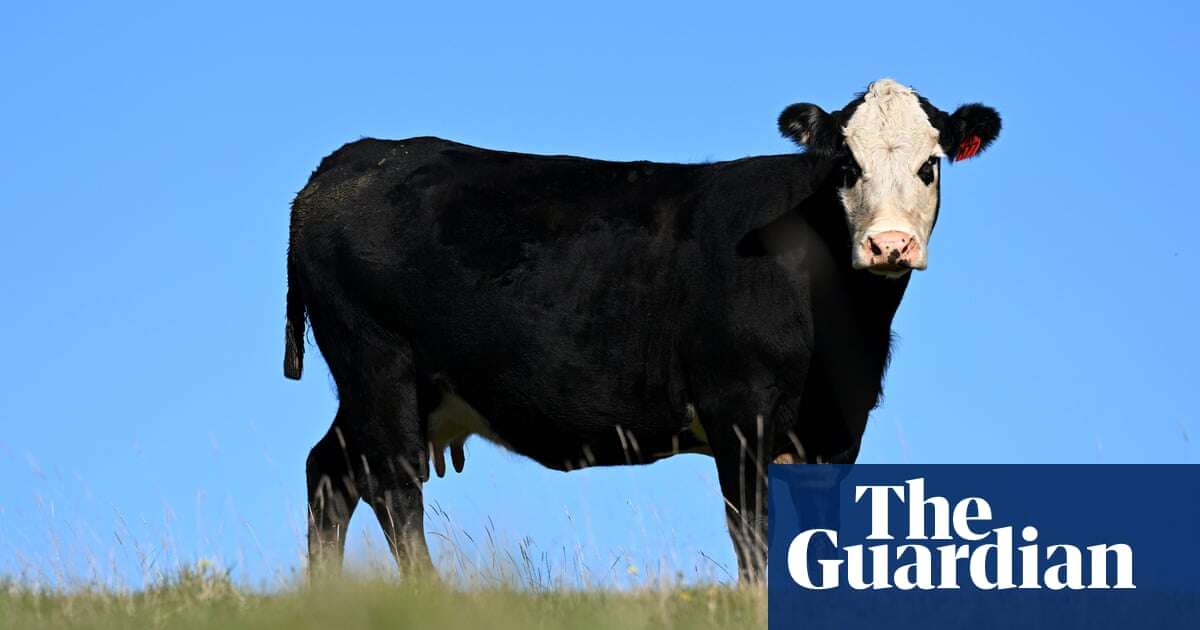 Bone cows bred in Australia provide base material for dental grafts