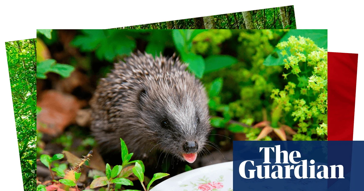 Week in wildlife: a hedgehog’s afternoon tea, royal cygnets and a snarling wolf