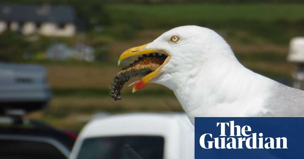 Octopus? Ice cream? Is there anything gulls don’t eat? – in pictures