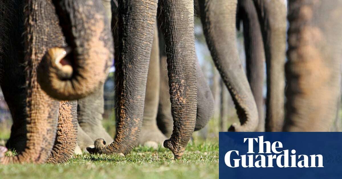 Wrinkles reveal whether elephants are left- or right-trunked, study finds