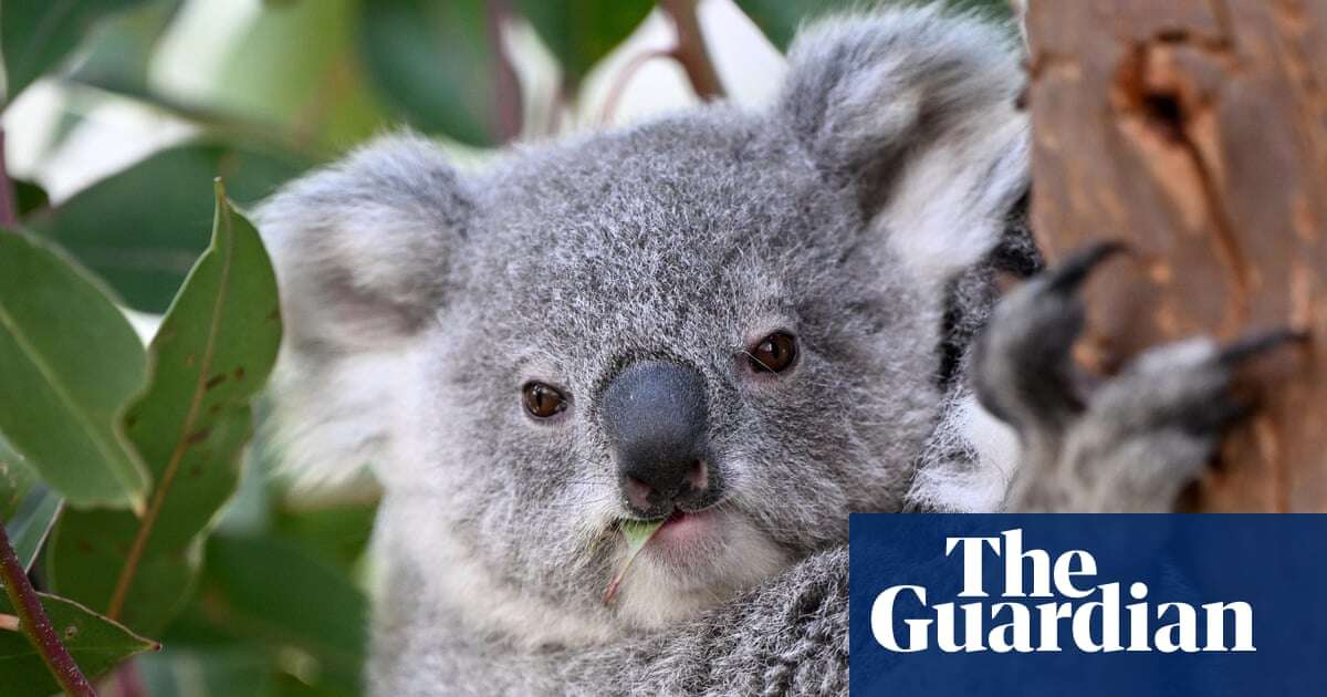 Marsupial of the year heats up as koala and glider take on animal that mates itself to death