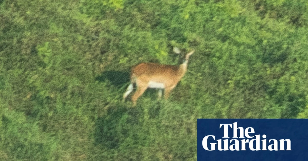 Nearly extinct ‘forgotten antelope’ photographed for first time in DRC