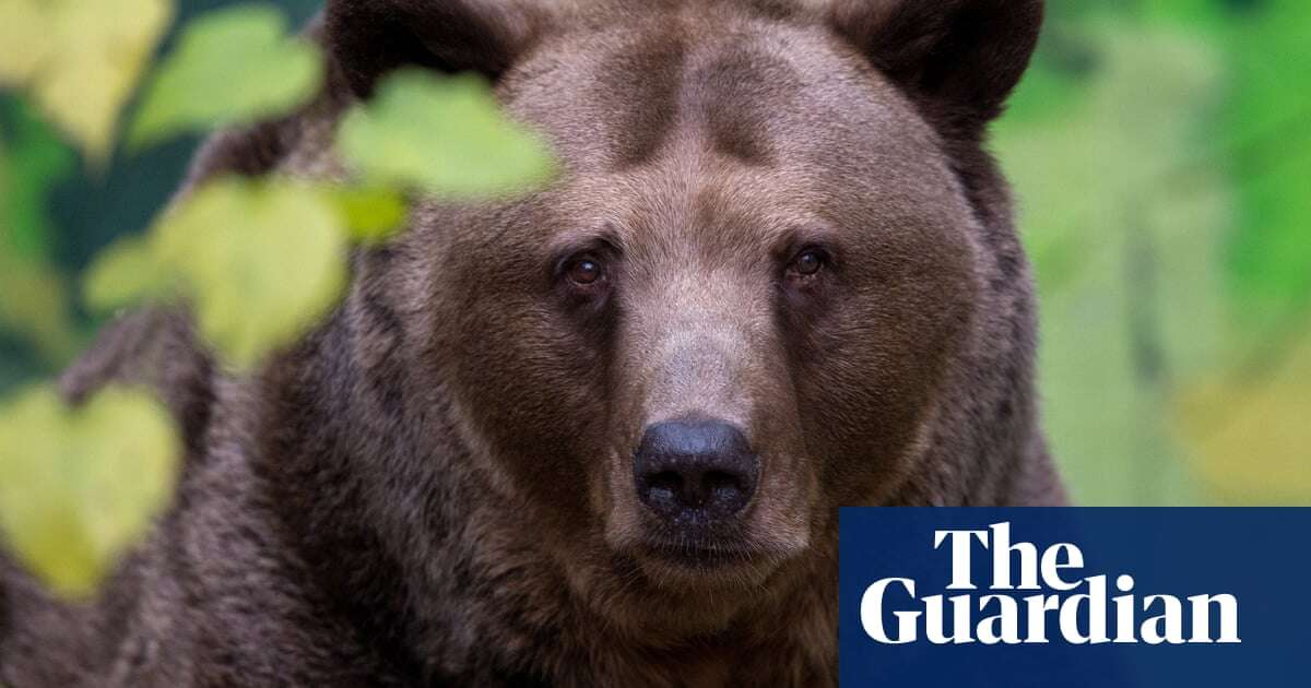 Brown bear that attacked five people shot dead, says Slovakian minister