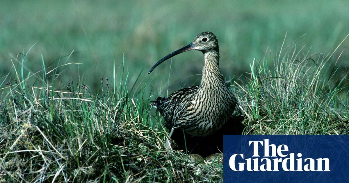 Wales failing to tackle alarming decline in nature, report finds