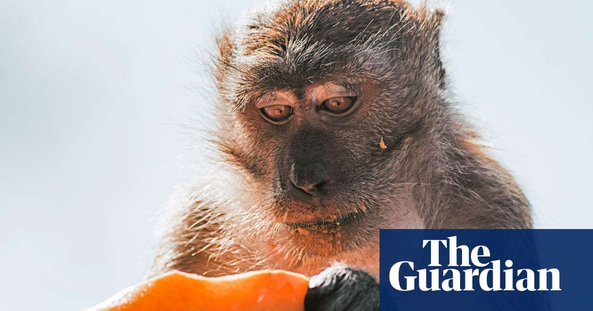 Plan for US ‘mini-city’ of 30,000 monkeys for medical research faces backlash