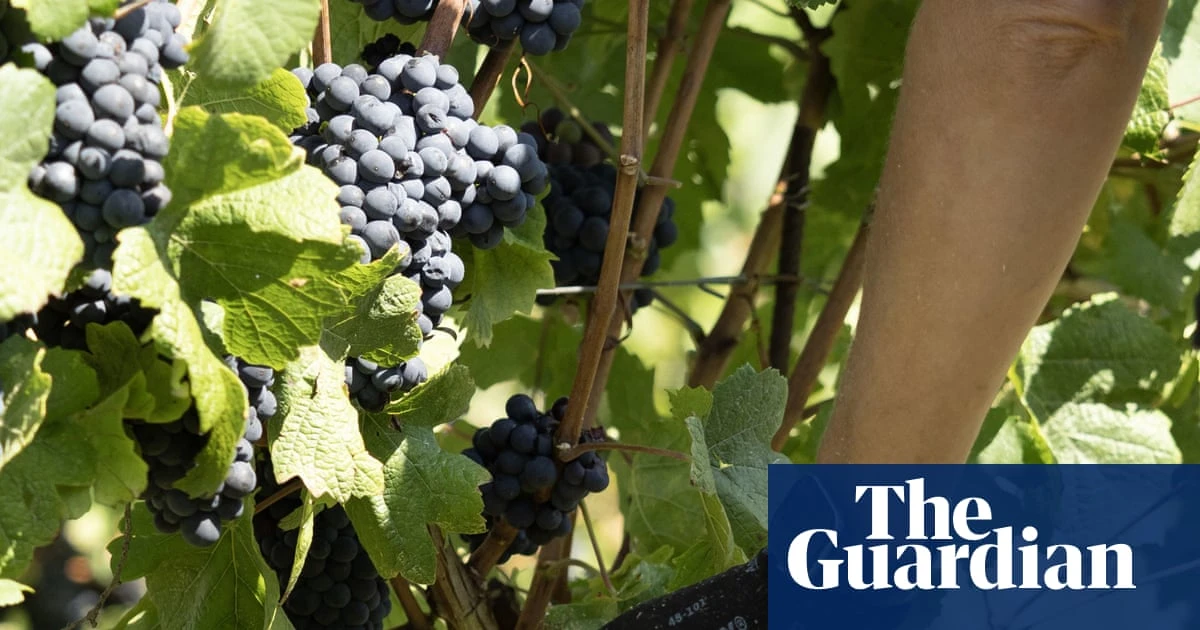 Weatherwatch: does August rain bring honey and wine?