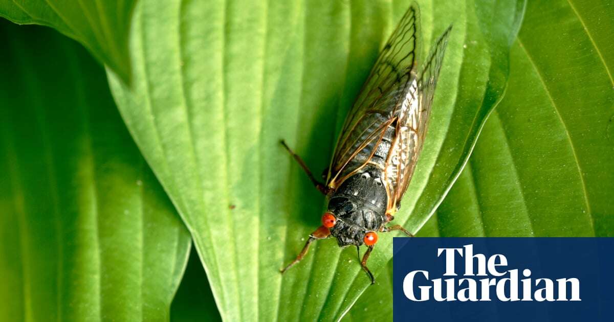 ‘Be in awe’: everything you need to know about the US cicada-geddon