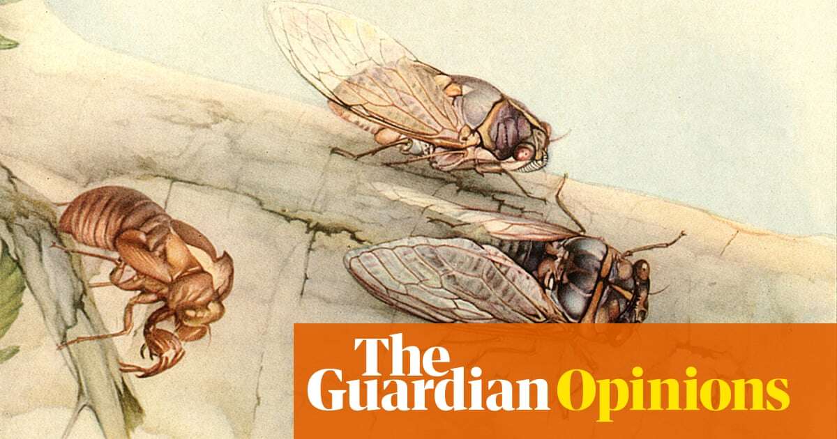 A cicada: ‘What cicadas leave behind is a kind of crystallised memory’ | Helen Sullivan