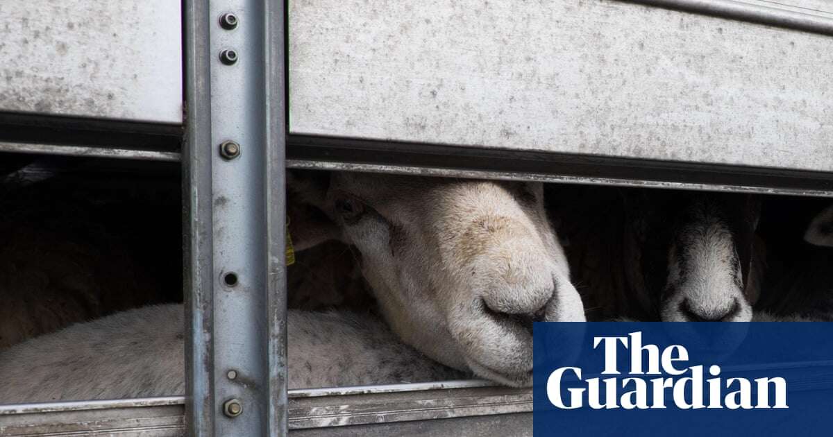 Two hundred sheep killed in truck fire in remote NSW