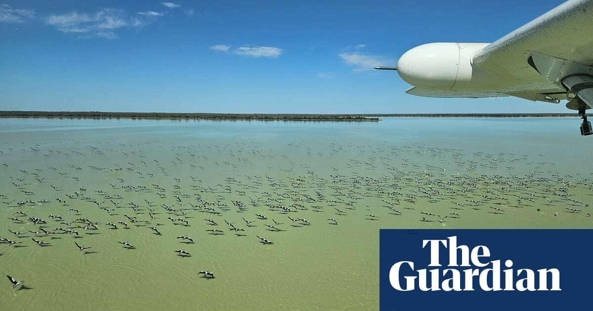 Waterbird populations plunge dramatically as eastern Australia dries up