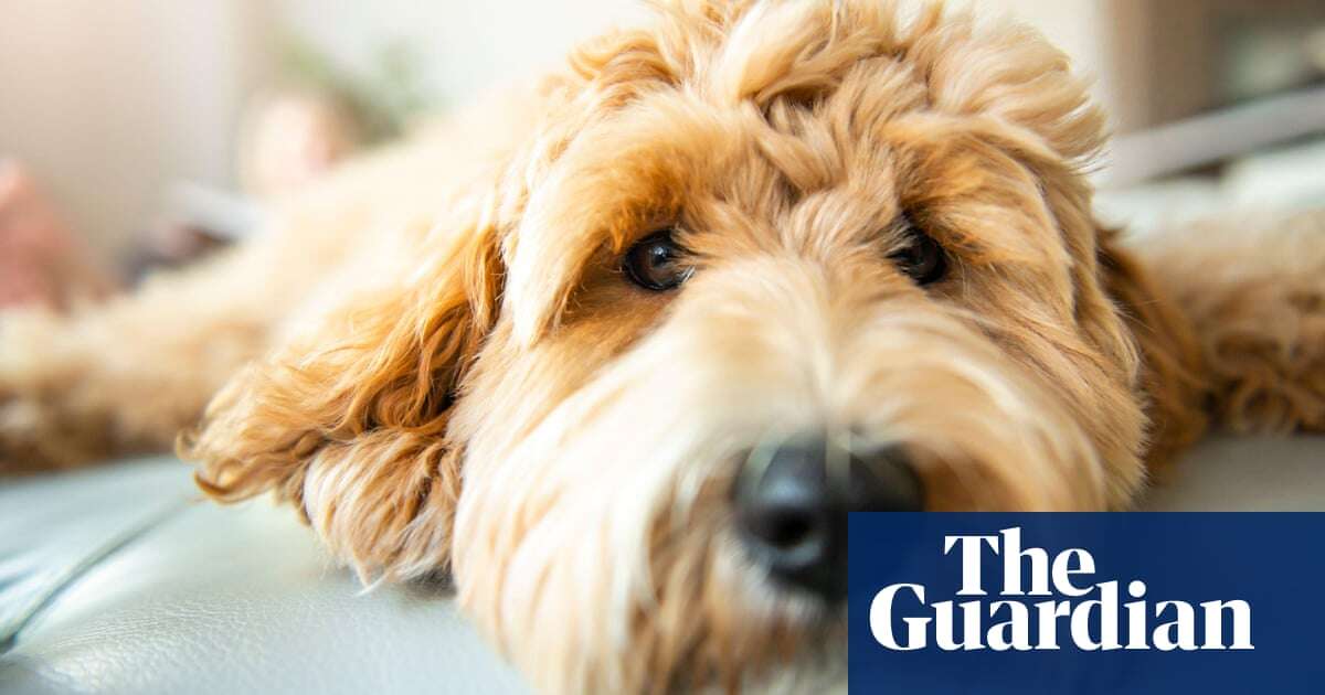 Delayed games, power cuts and rescued stolen dogs – take the Thursday quiz