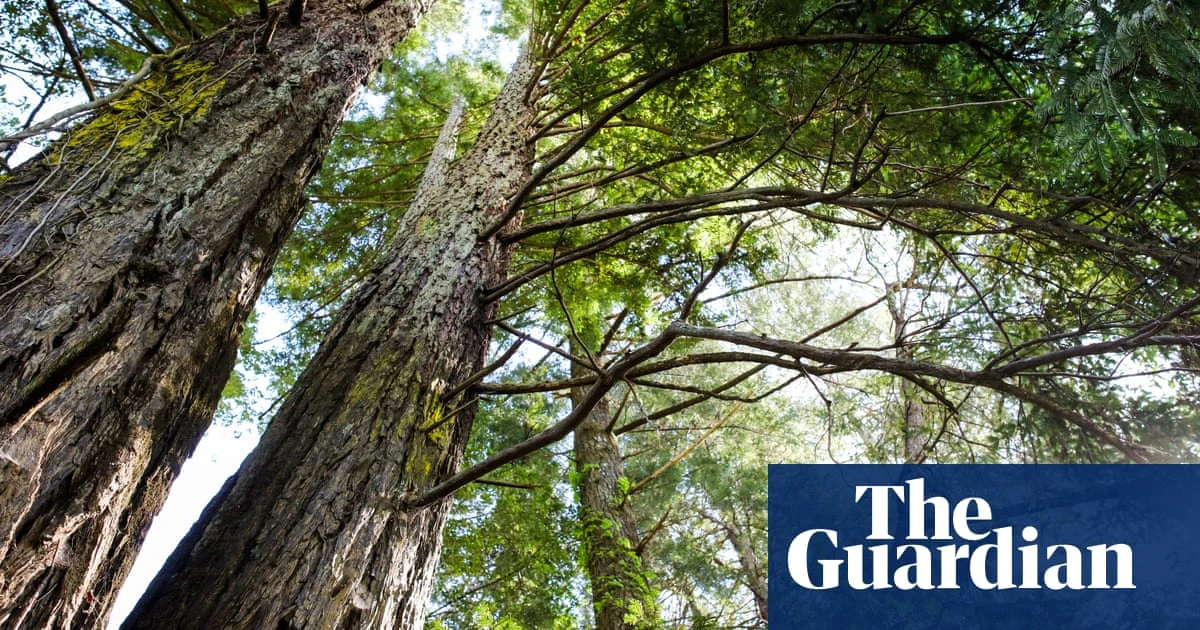 ‘Win-win’: new maps reveal best opportunities for global reforestation