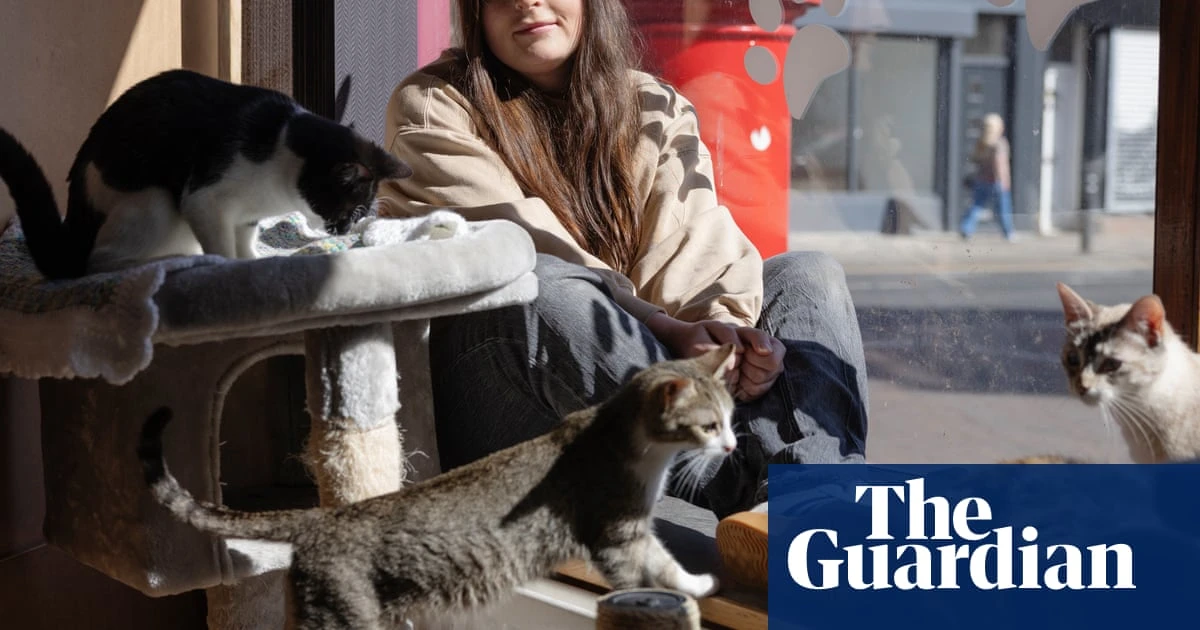 ‘It’s better for them than being in a cage!’ Why are cat cafes suddenly so controversial?