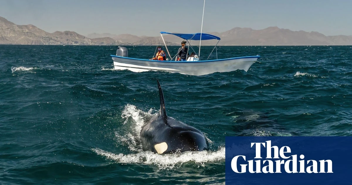 ‘Swimming with orcas is out of control’: can new rules keep tourists and Mexico’s whales safe?