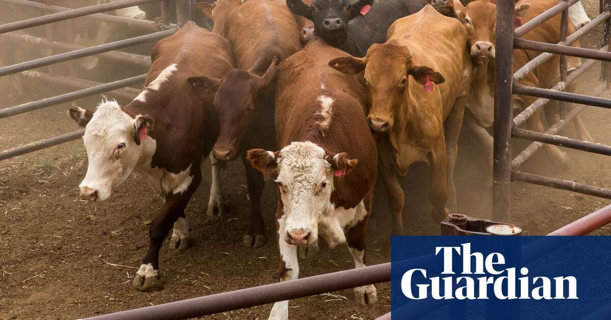 ‘There’s 20% more methane than they thought’: new data confirms Australia has been undercounting cattle