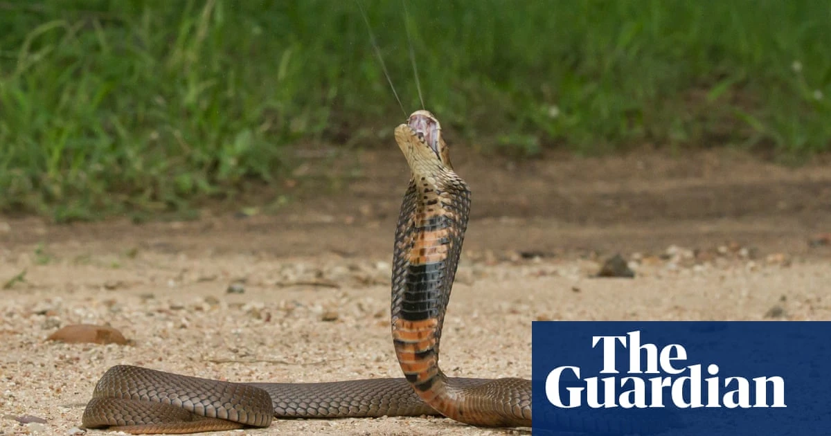 Blood thinner could be used to treat cobra venom, global study suggests