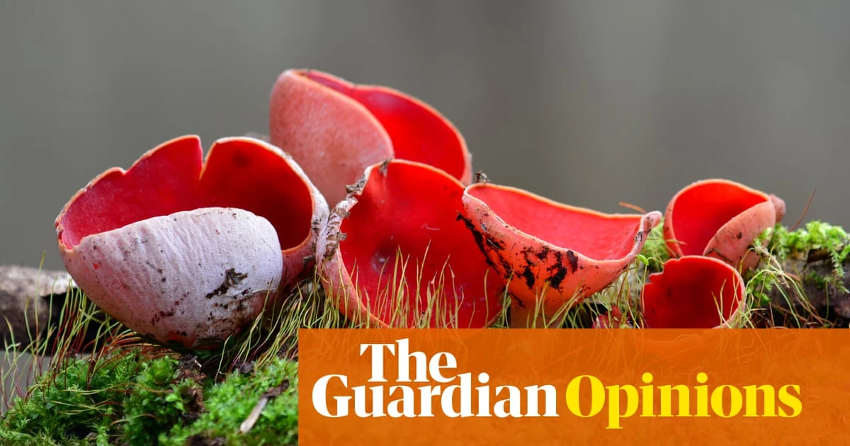 Biology The winter world may seem gloomy – but look closely, and you’ll see nature casting a spell