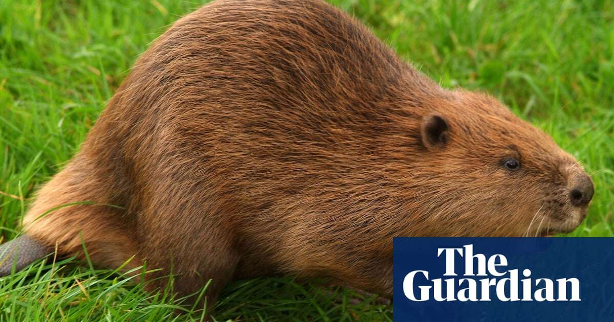 Beaver releases into wild to be allowed in England for first time in centuries