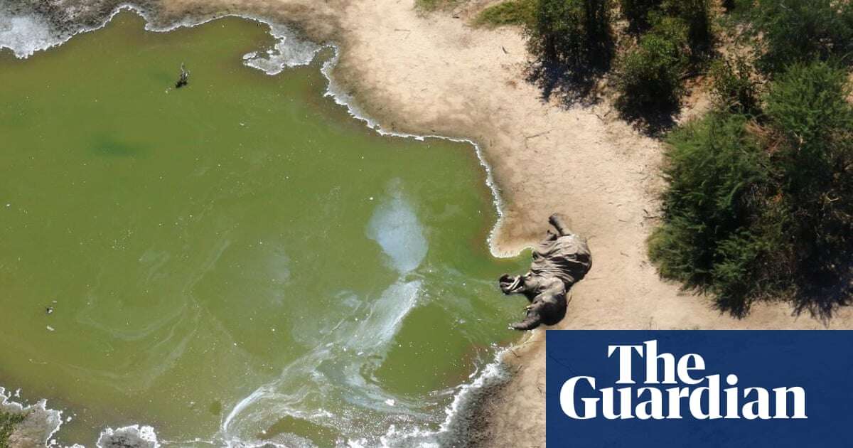 Mysterious mass elephant die-off ‘probably caused by toxic water’