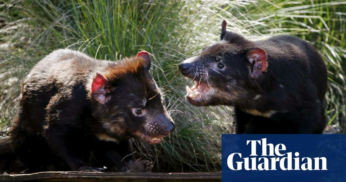 Tasmanian devil analysis challenges study suggesting facial tumour disease decline