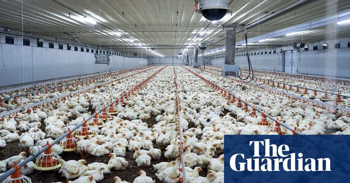 Chicken manure can be classified as industrial waste, judge rules