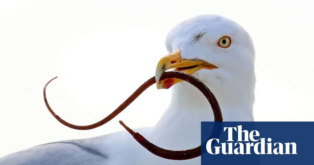 From profiteroles to moles: project uncovers gulls’ surprising diet