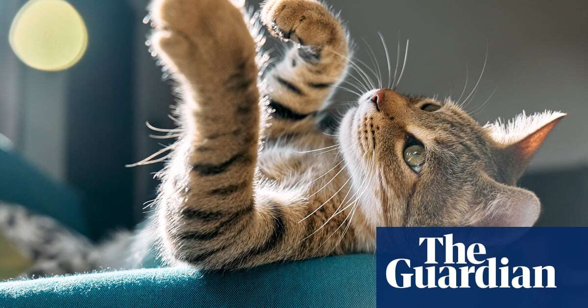 First-time cat owner? The essentials you need, from quality food to pet insurance